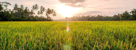 The Paddy Field (Kumbura)