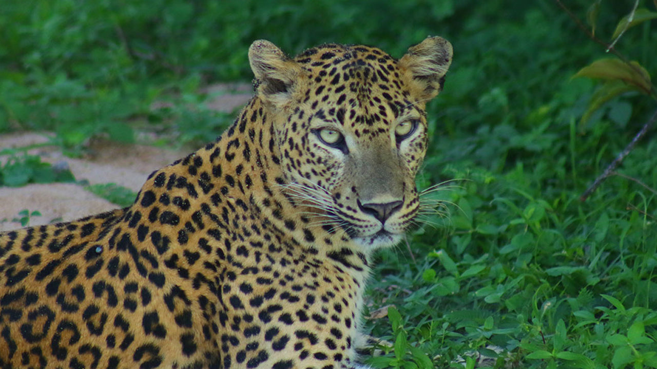 Safari from Tangalle