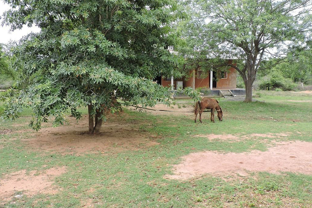 Aranya feriested, yala