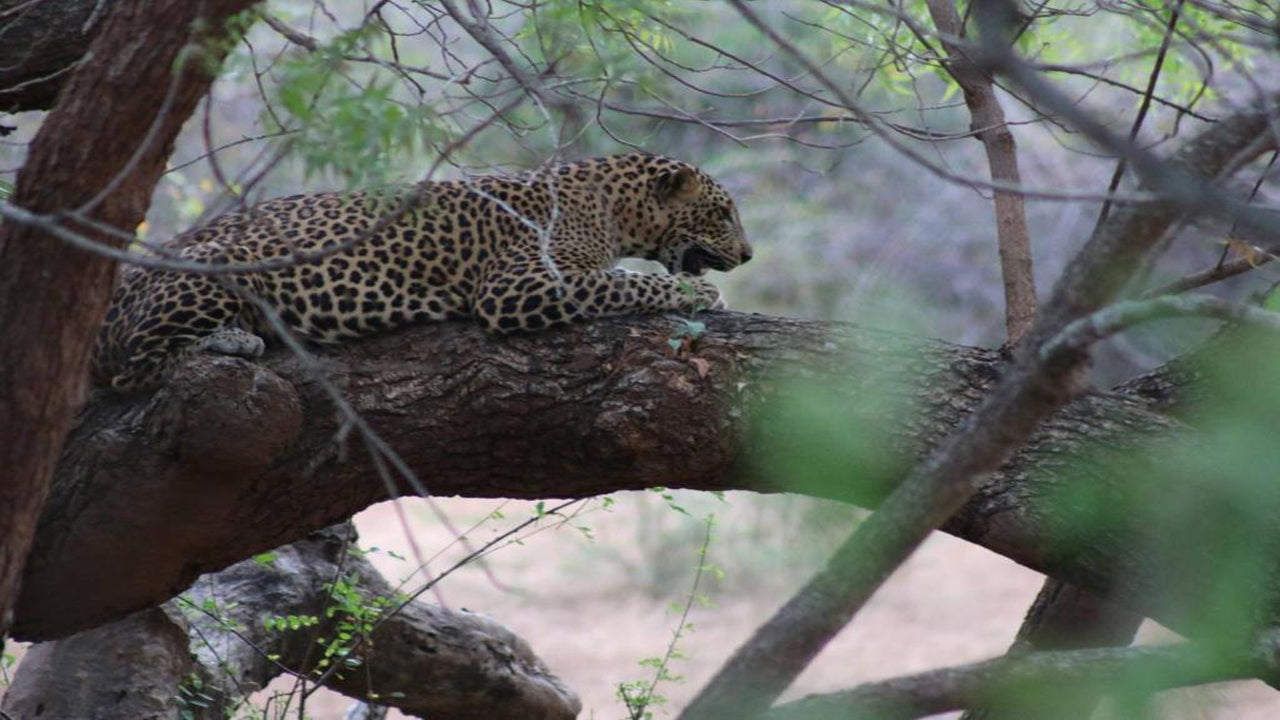 Wadula Safari - Yala, Qatar