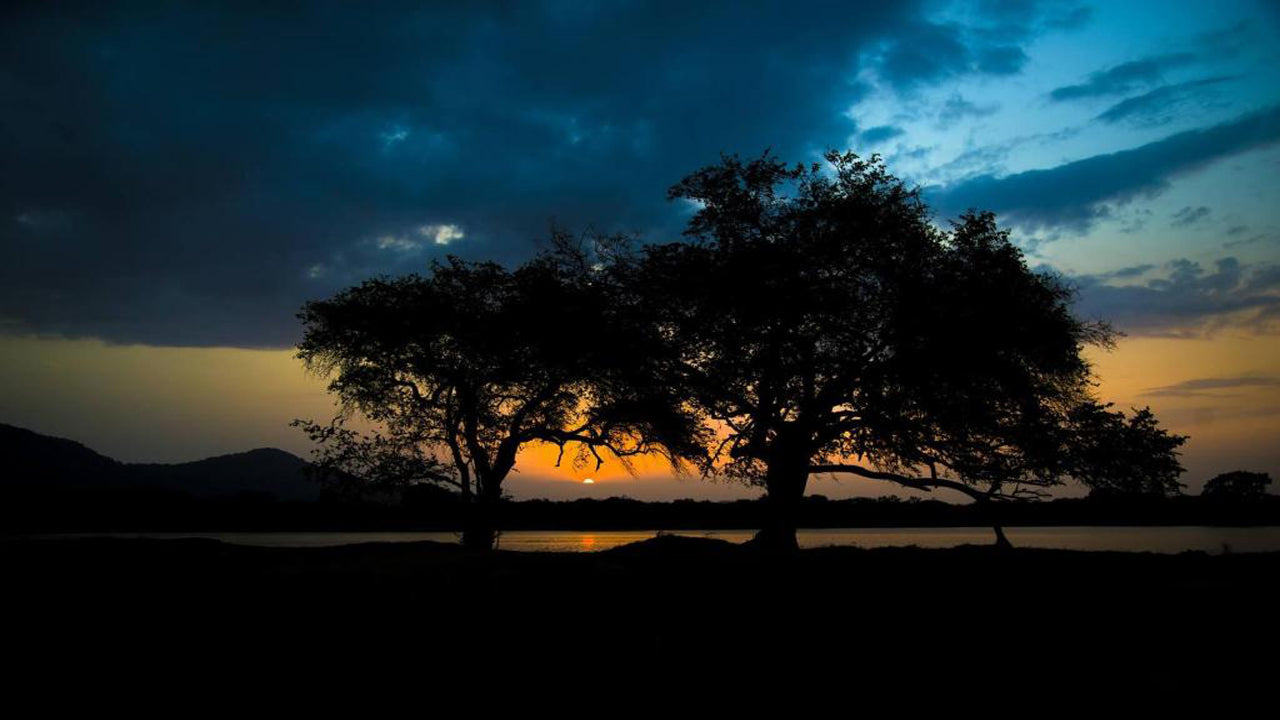 Wadula Safari - Yala, Qatar