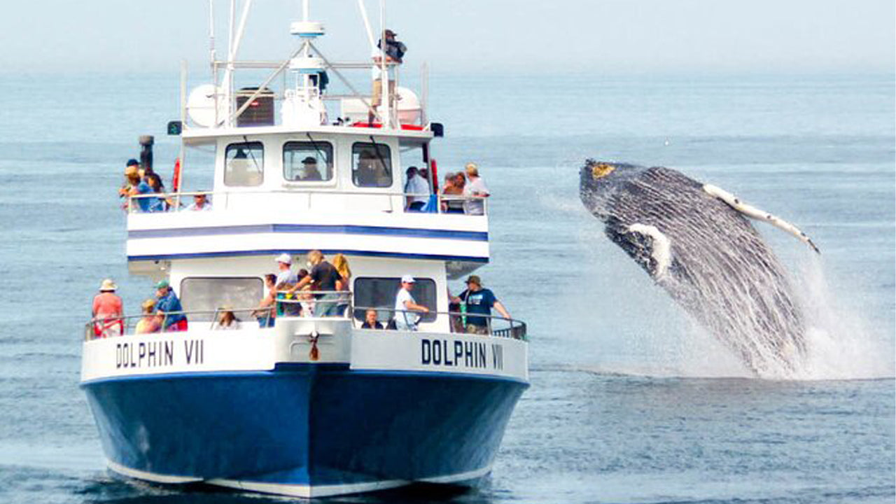 Overnight Yacht Experience from Mirissa