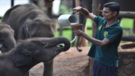 Udawalawe National Park Safari med Elephant Transit Hjembesøg