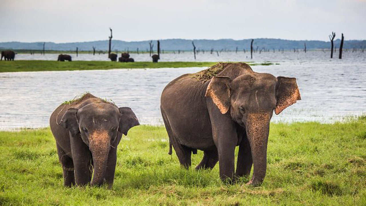 Udawalawe National Park Safari med Elephant Transit Hjembesøg