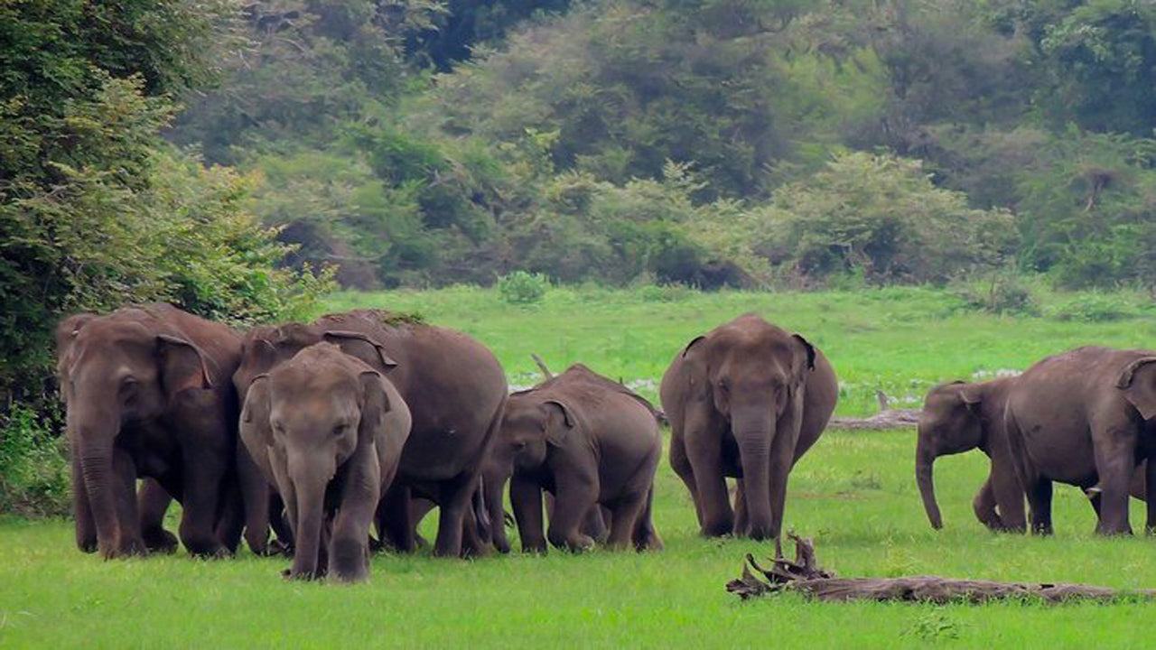 Udawalawe National Park Safari med Elephant Transit Hjembesøg