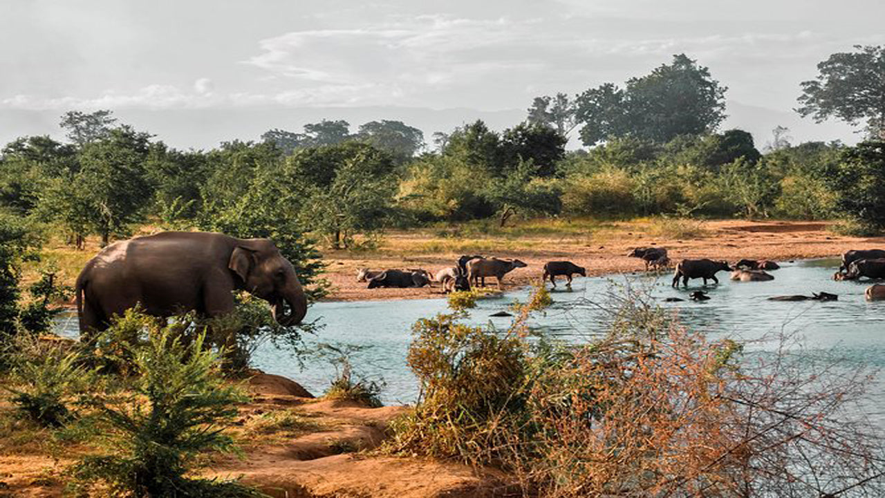 Udawalawe National Park Safari med Elephant Transit Hjembesøg