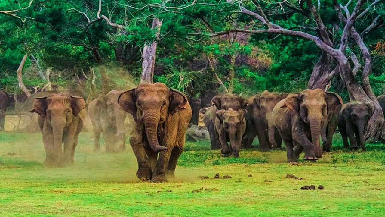 Udawalawe National Park Safari med Elephant Transit Hjembesøg