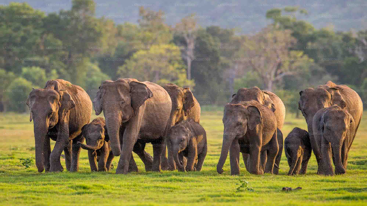 Den store elefant, der samler privat safari fra Minneriya