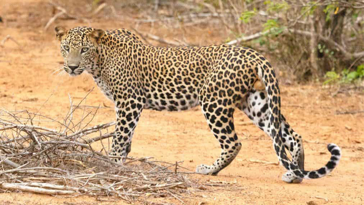 Indgangsbillet til Udawalawe National Park