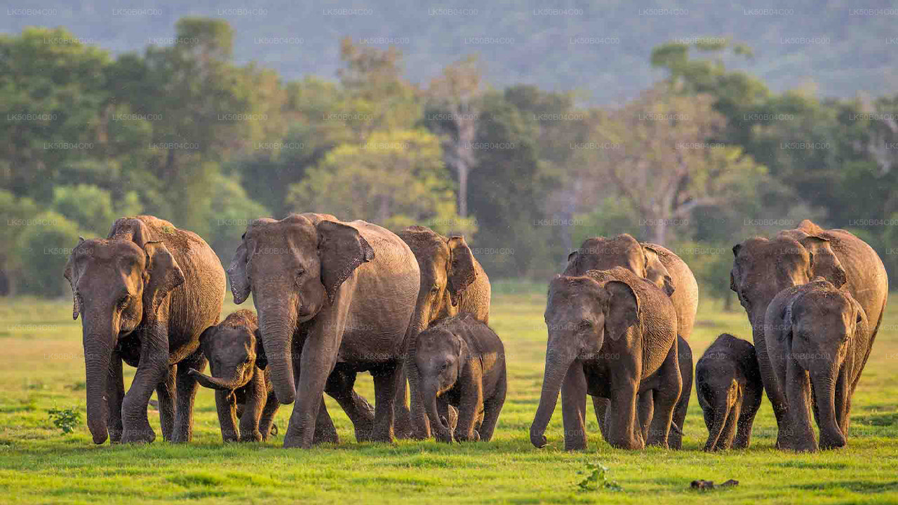 Minneriya National Park Privat Safari fra Habarana