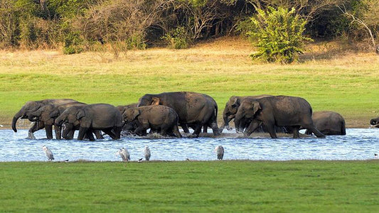 Kaudulla National Park Privat Safari fra Habarana inklusive Jeep med billetter (3 timer)