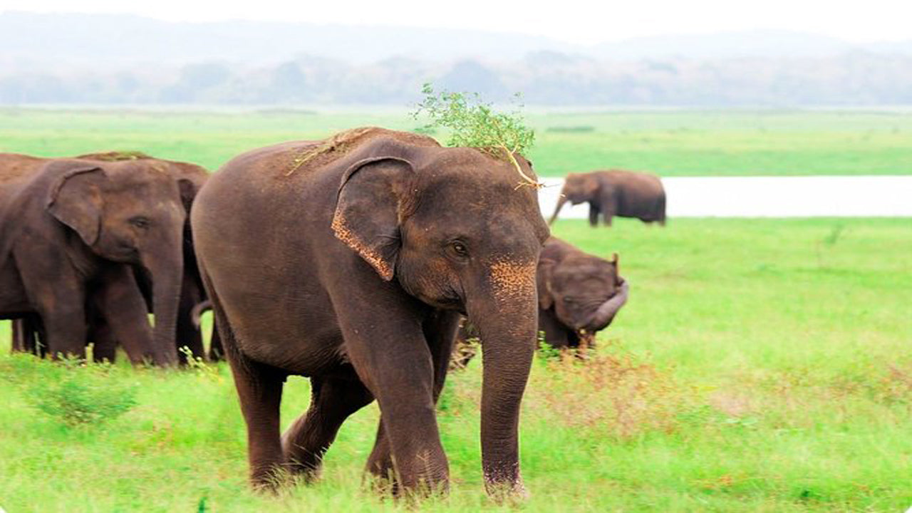 Kaudulla National Park Privat Safari fra Habarana inklusive Jeep med billetter (3 timer)