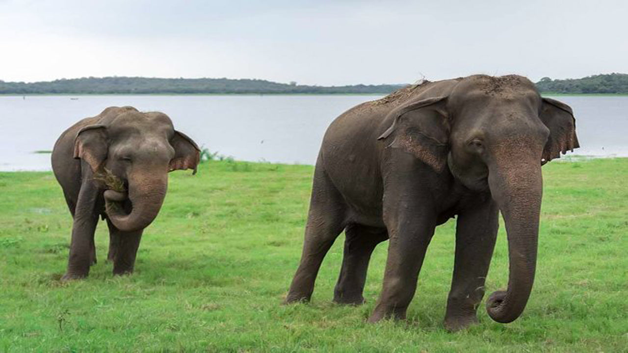 Kaudulla National Park Privat Safari fra Habarana inklusive Jeep med billetter (3 timer)