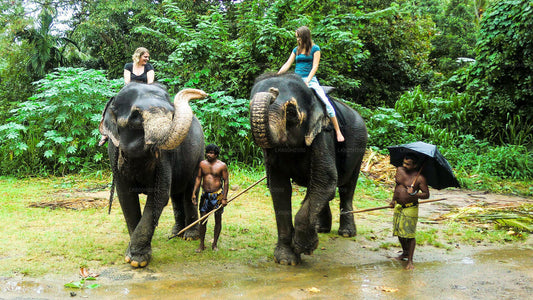Millennium Elephant Foundation besøg fra Kitulgala