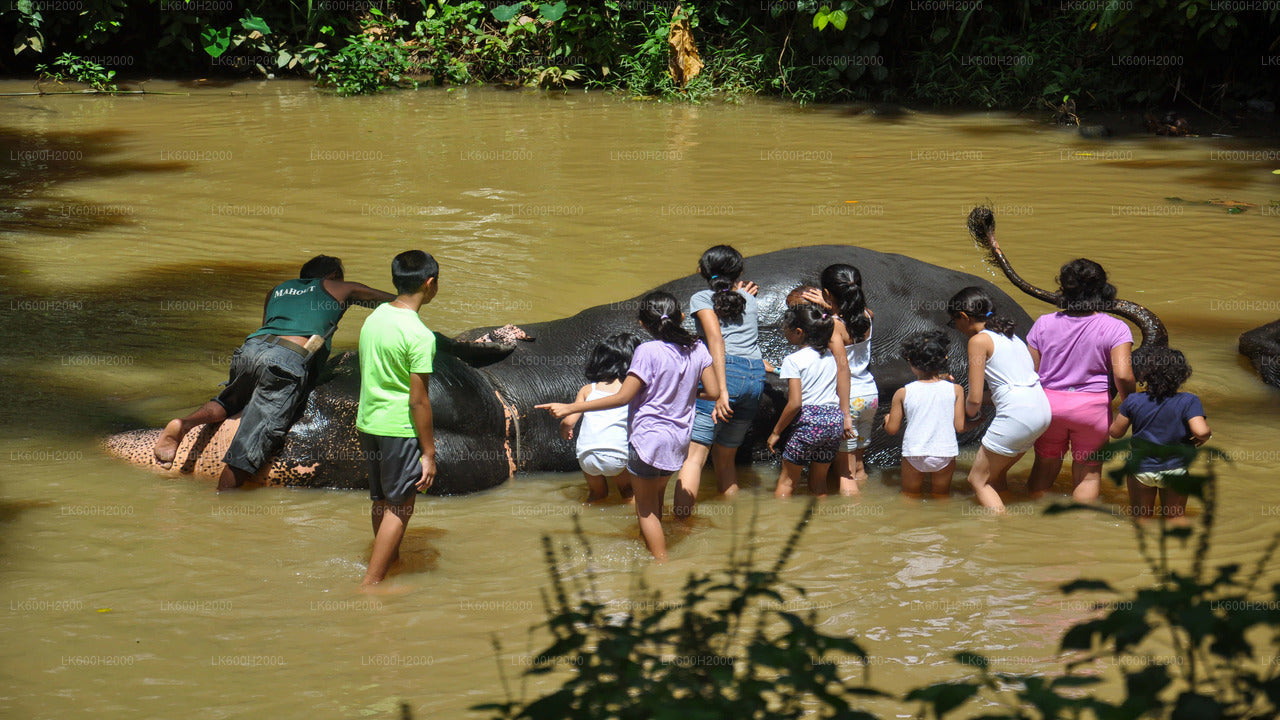 Millennium Elephant Foundation besøg fra Kitulgala