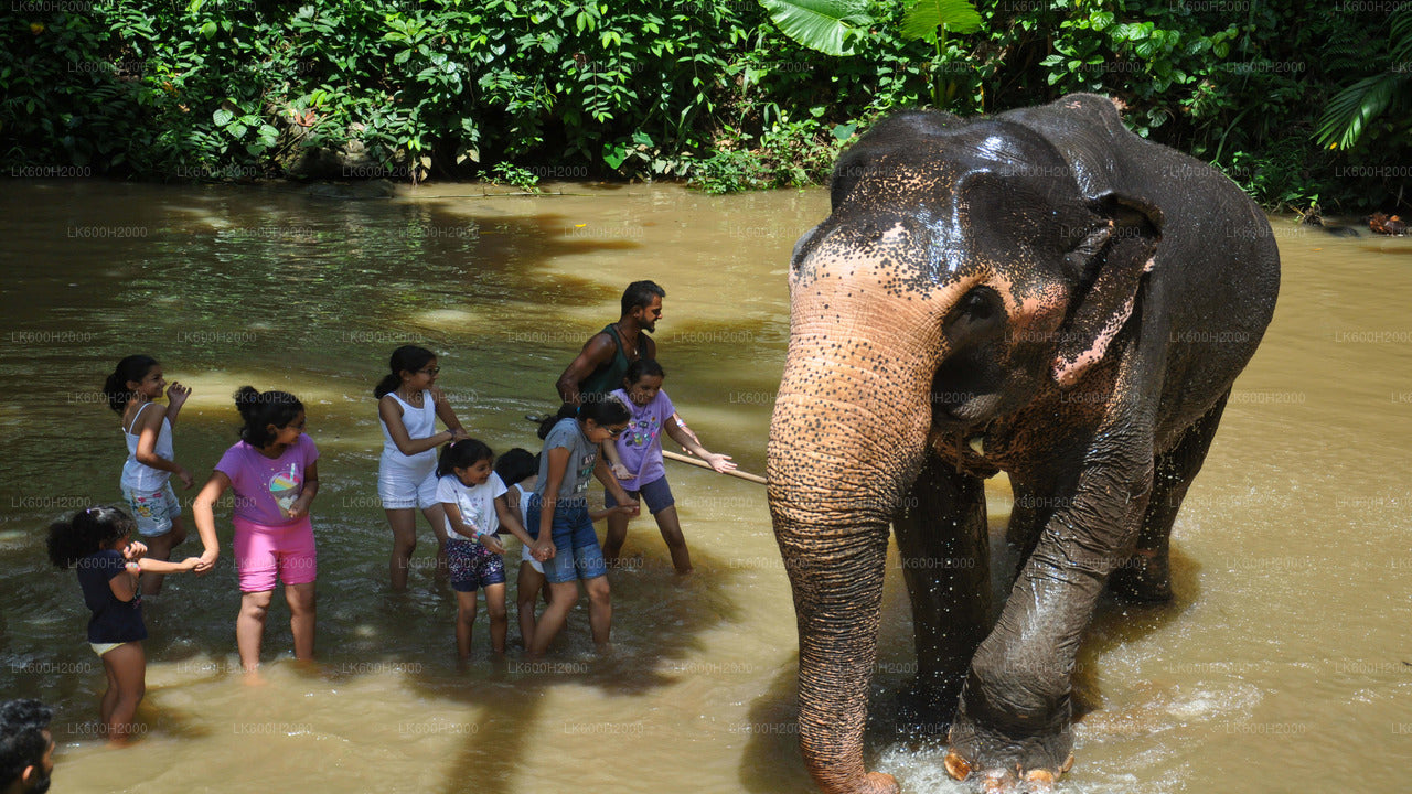 Millennium Elephant Foundation besøg fra Kitulgala