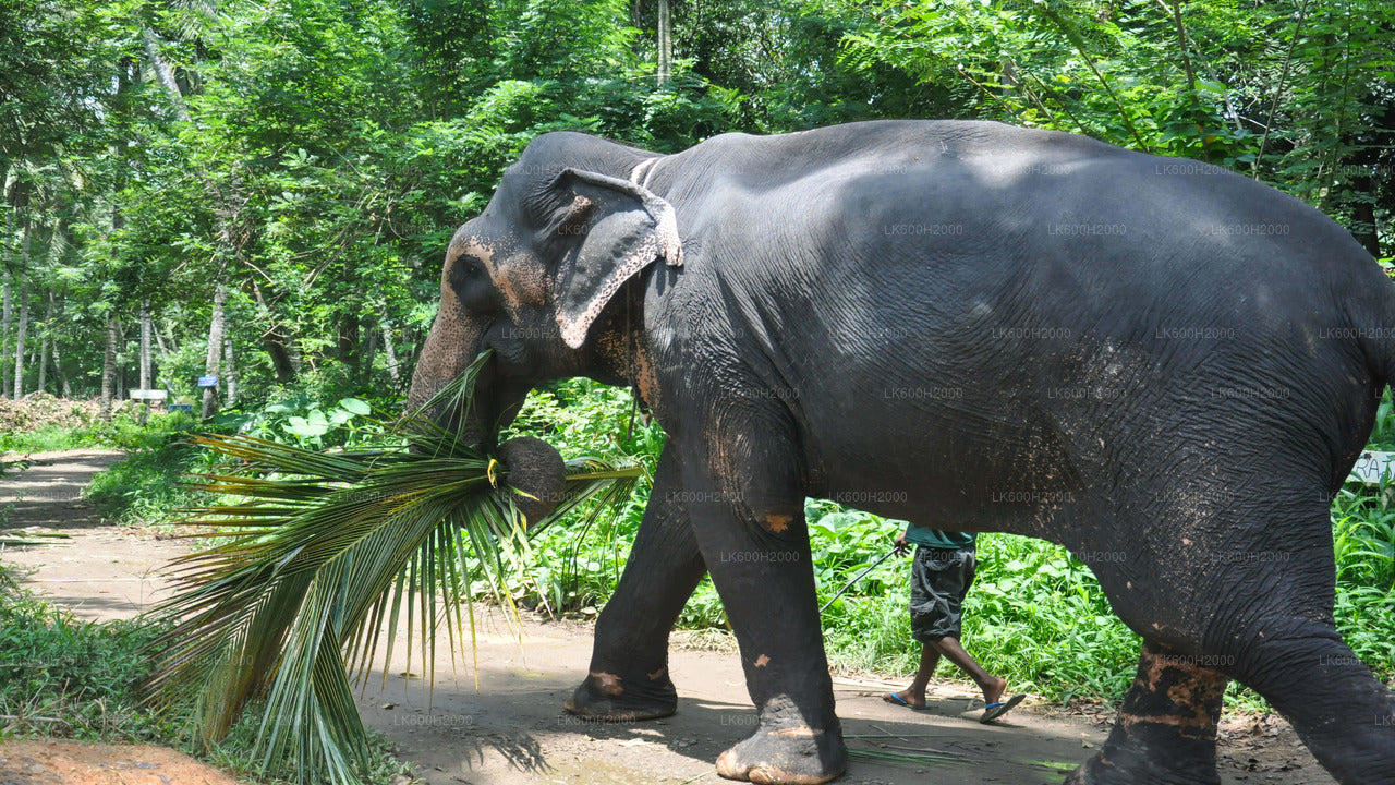 Millennium Elephant Foundation besøg fra Kitulgala