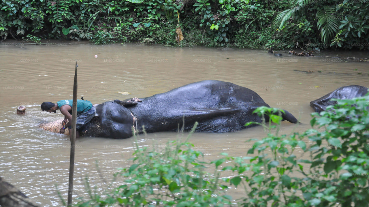 Millennium Elephant Foundation besøg fra Kitulgala