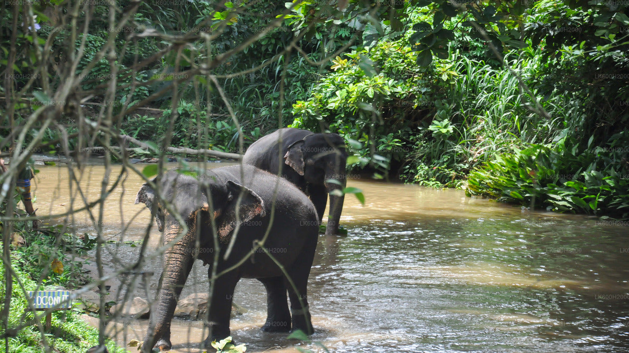 Millennium Elephant Foundation besøg fra Kitulgala