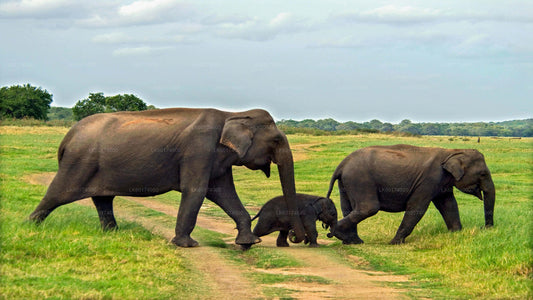 Minneriya Nationalpark Safari fra Kitulgala