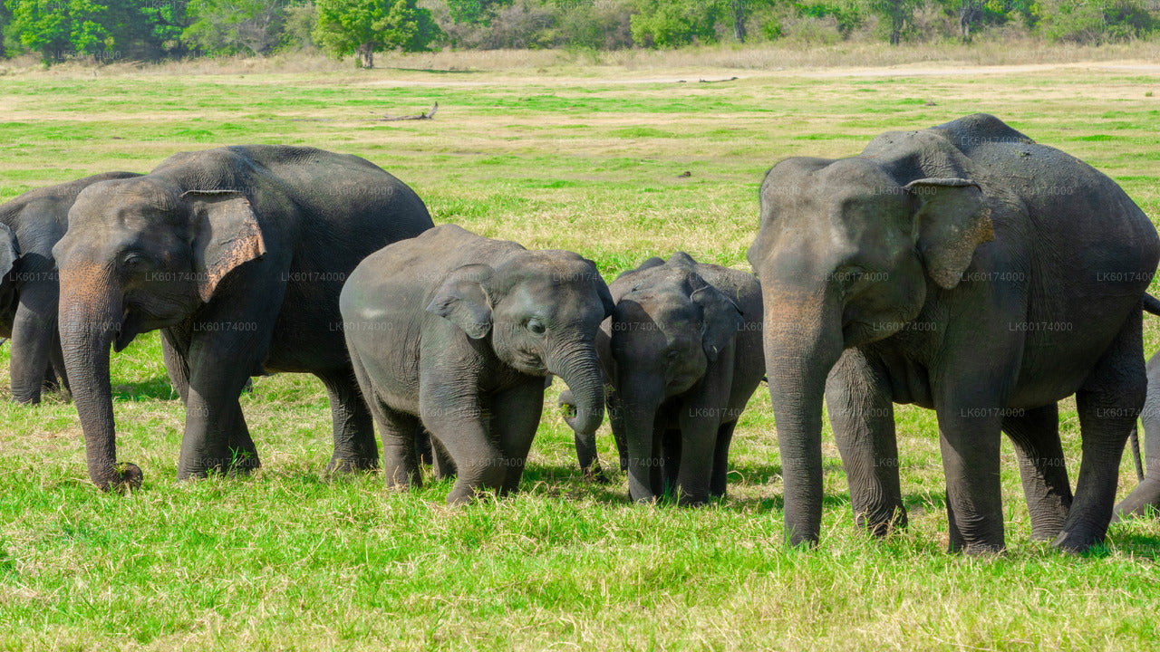 Minneriya Nationalpark Safari fra Kitulgala