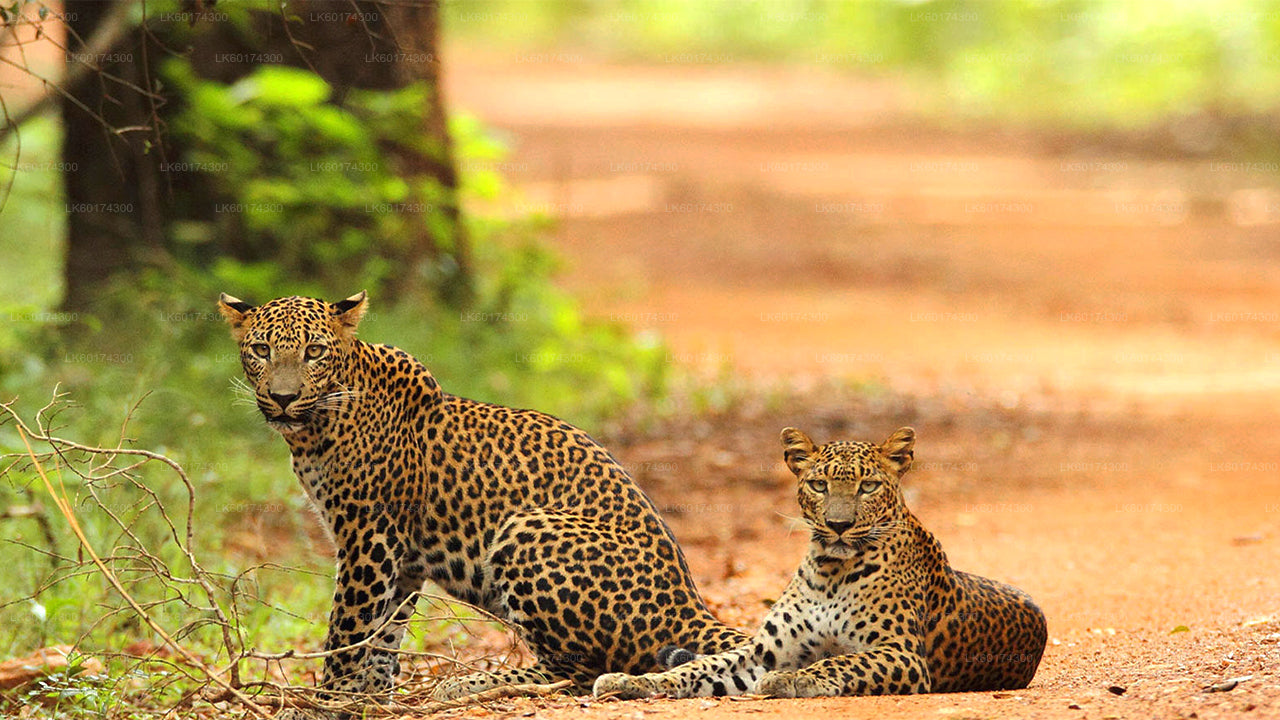 Wasgamuwa Nationalpark Safari fra Kandy