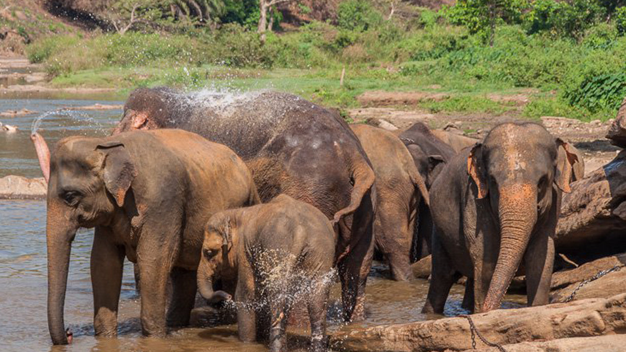 Sigiriya Rock og Wild Elephant Safari fra Sigiriya