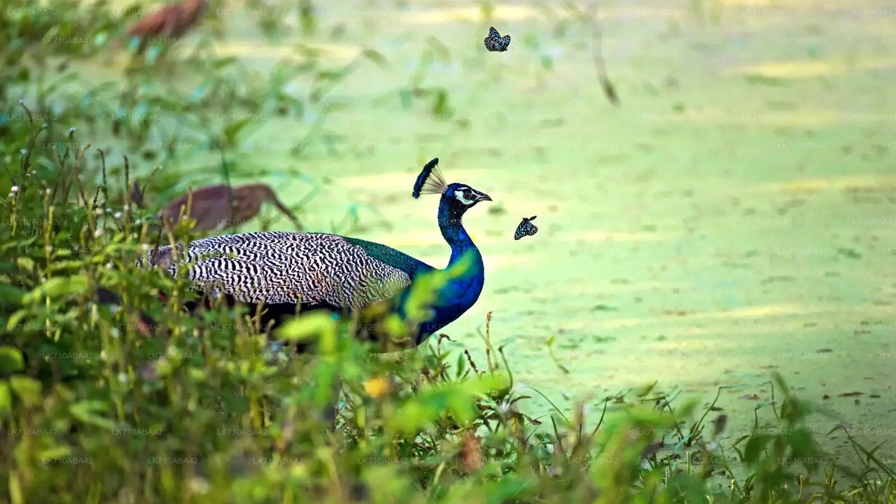 Billetter til Kaudulla National Park