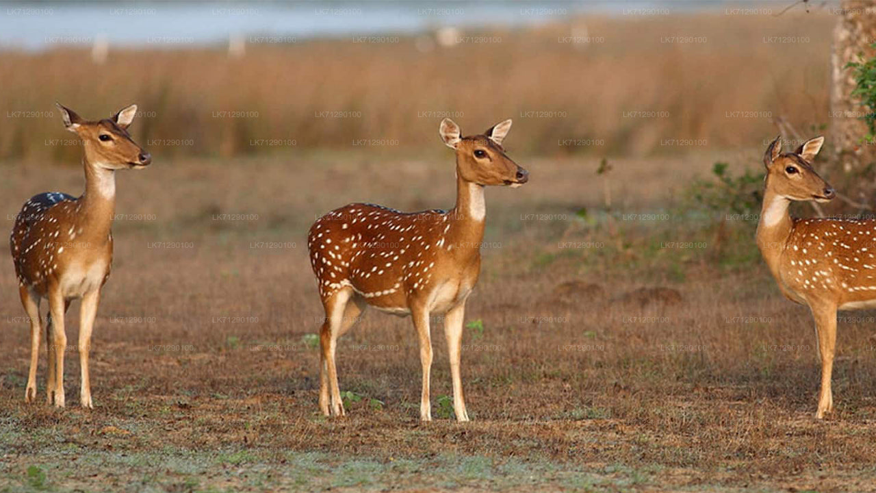 Billetter til Wilpattu National Park