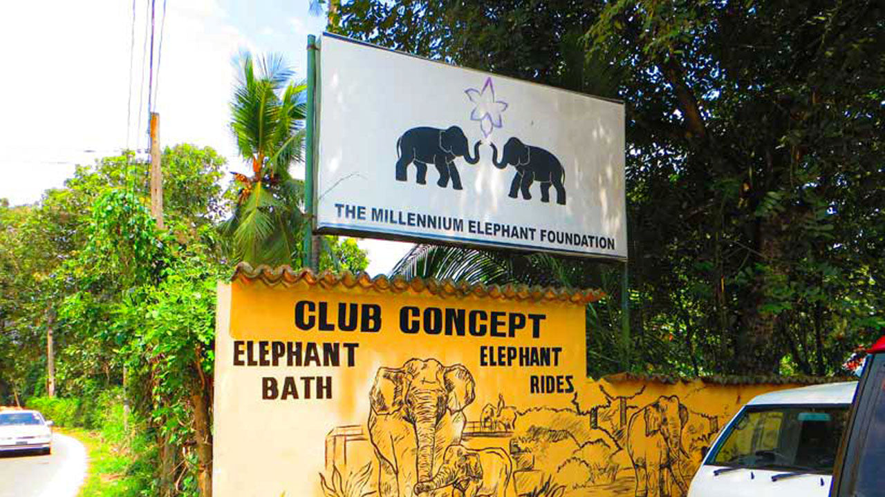 Entrébilletter til Millennium Elephant Foundation