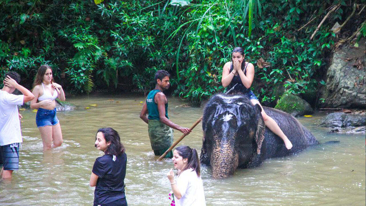 Entrébilletter til Millennium Elephant Foundation