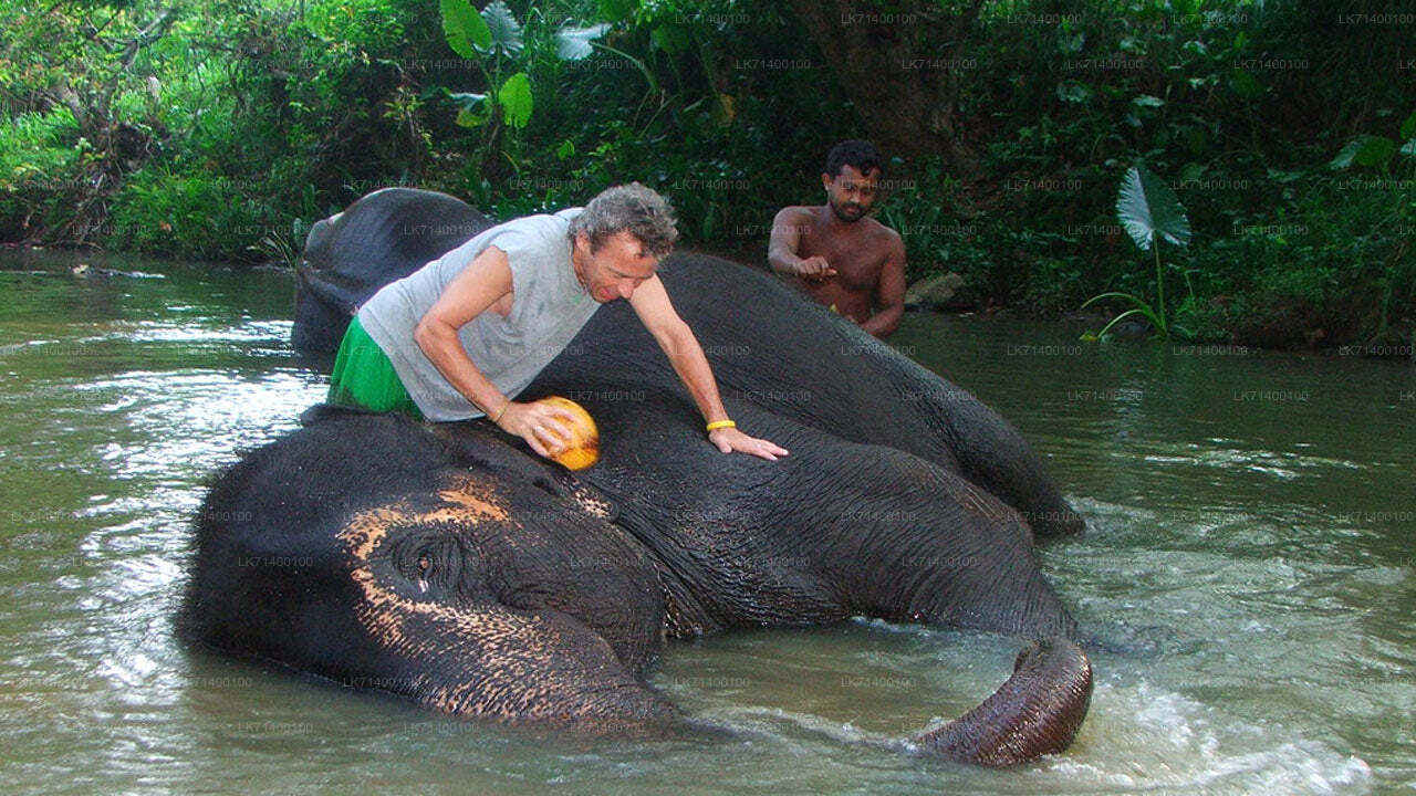 Entrébilletter til Millennium Elephant Foundation