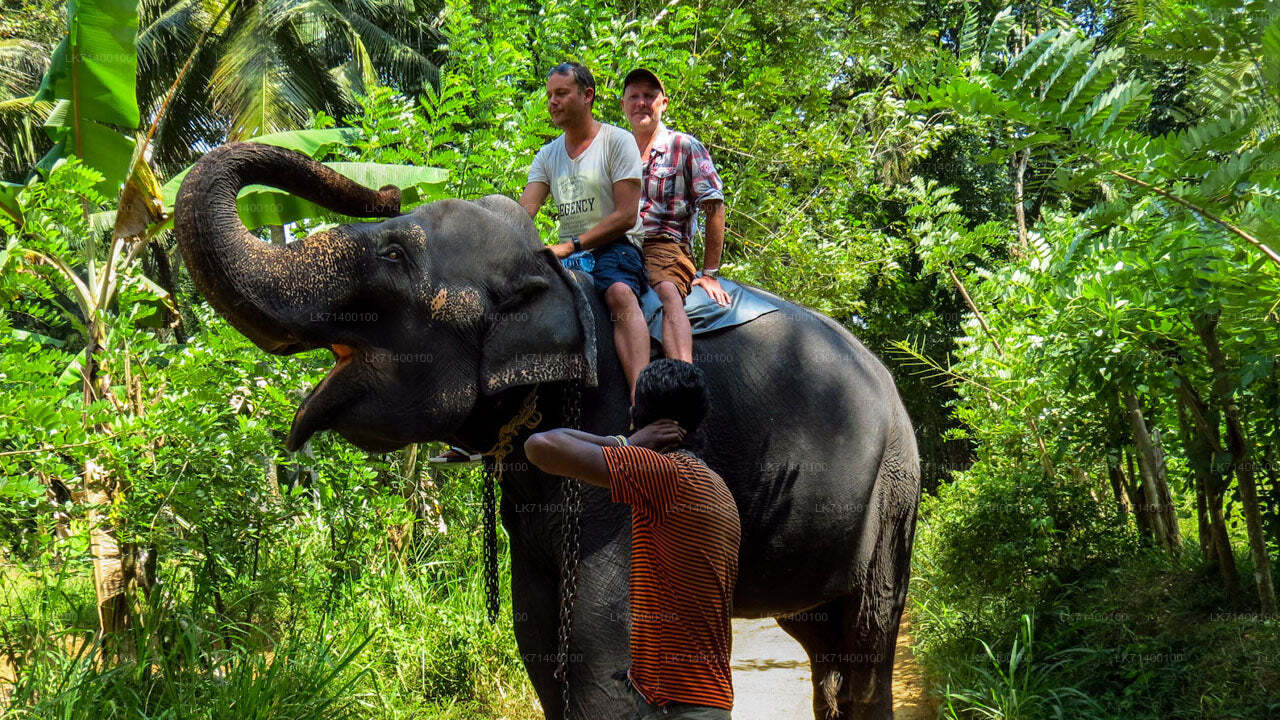 Entrébilletter til Millennium Elephant Foundation