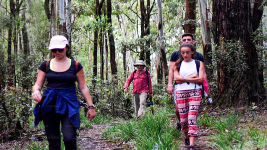 Trekking til Heeloya Village fra Kandy