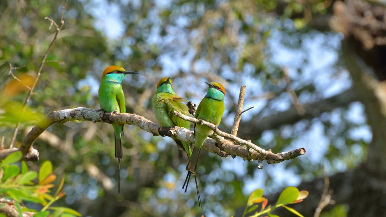 Fuglekiggeri ved Thalangama Wetland fra Mount Lavinia