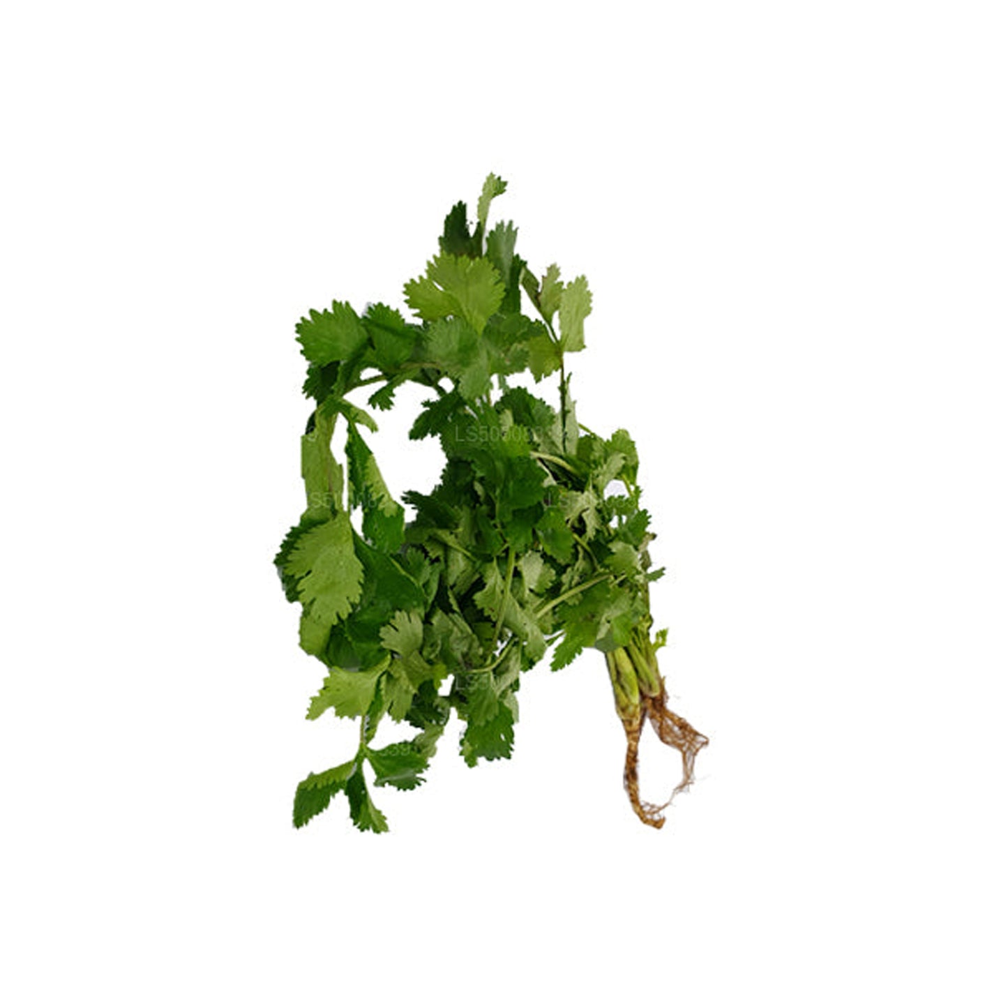 Coriander Leaves (කොත්තමල්ලි කොළ) (100g)