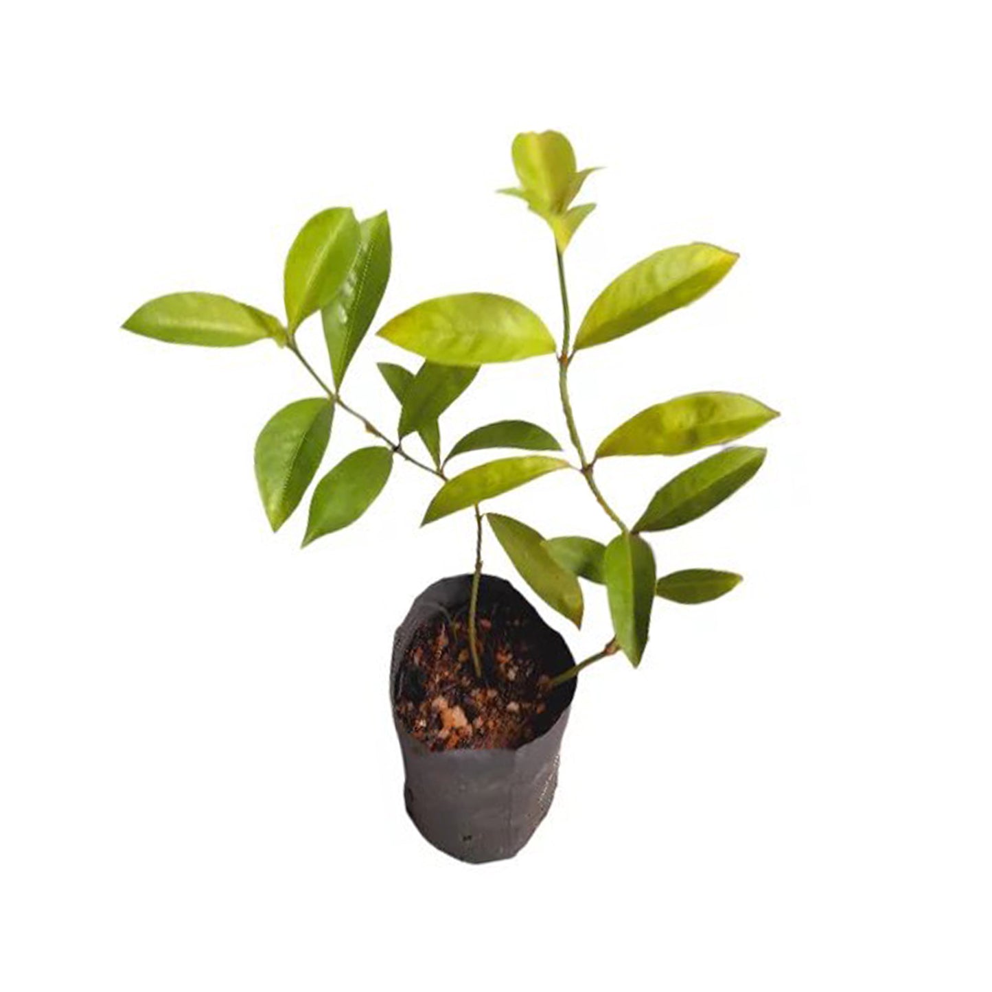 Gonika (/) Lægeplanter