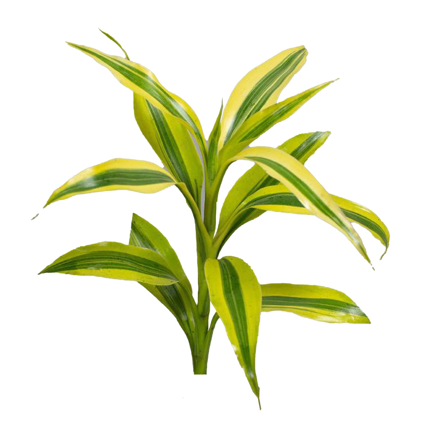 Lakpura Dracaena Sanderiana Guld (50 blade) Medium