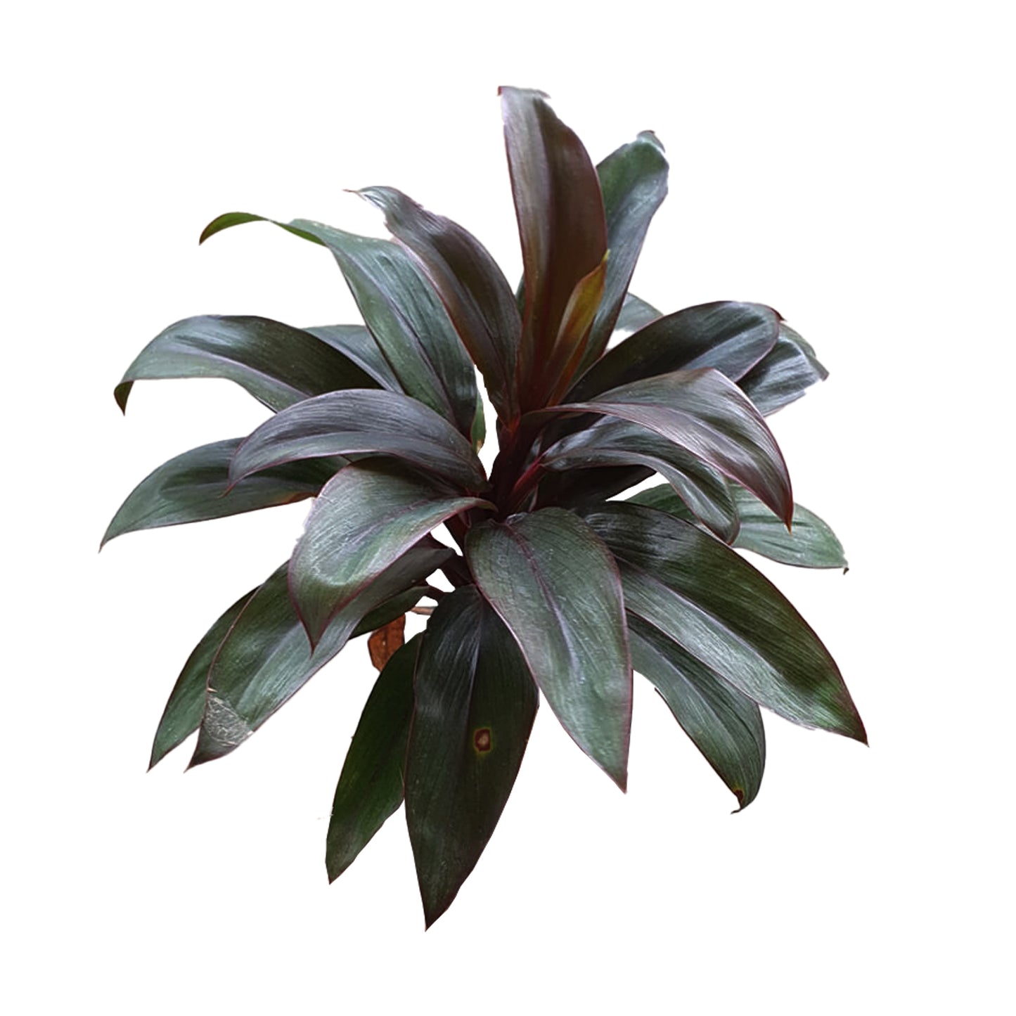 Lakpura Dracaena Purple Compacta (20 blade) Medium