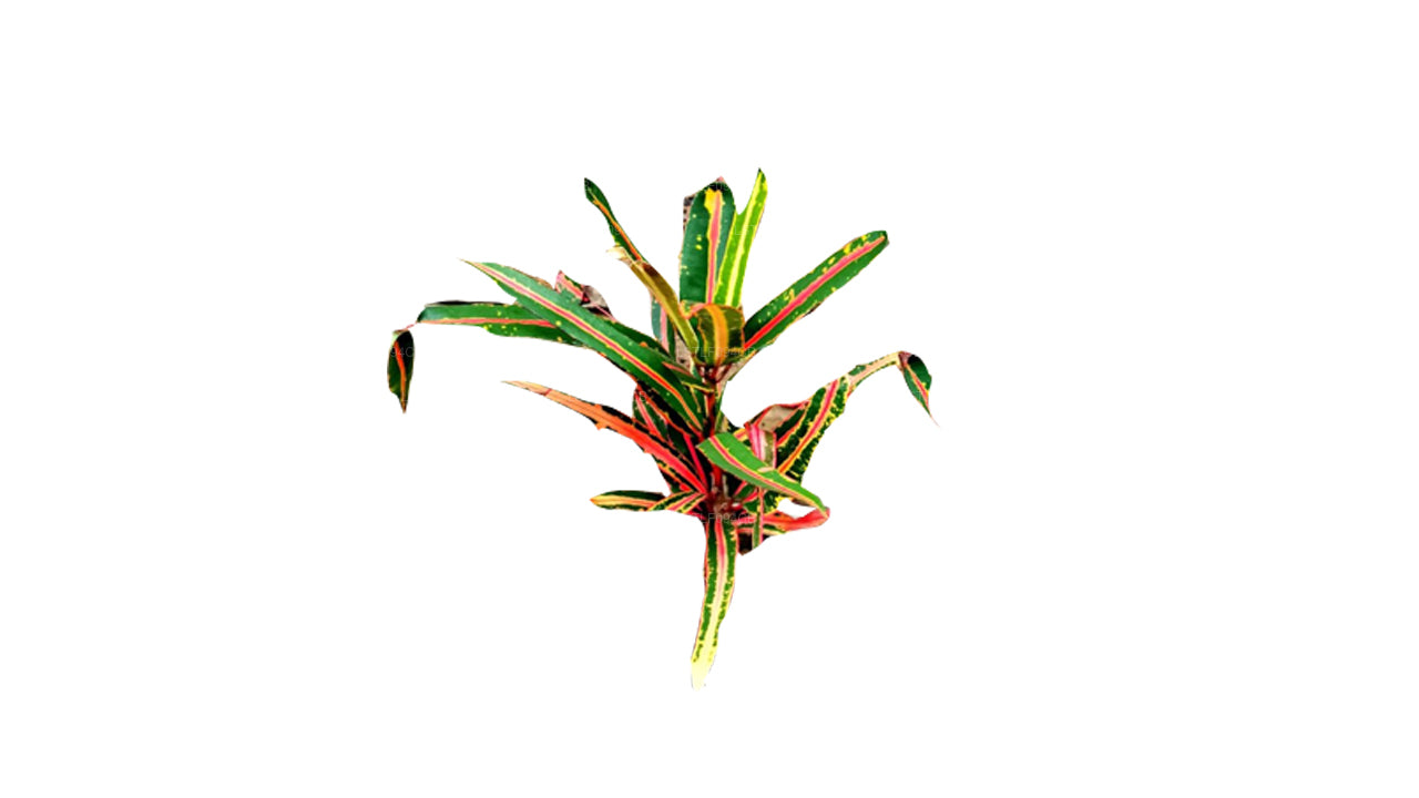 Lakpura Victoria Gold Bell Croton (50 blade)