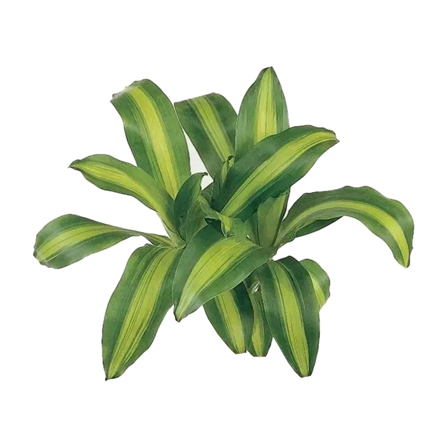 Lakpura Dracaena Massangeana (20 blade) Medium