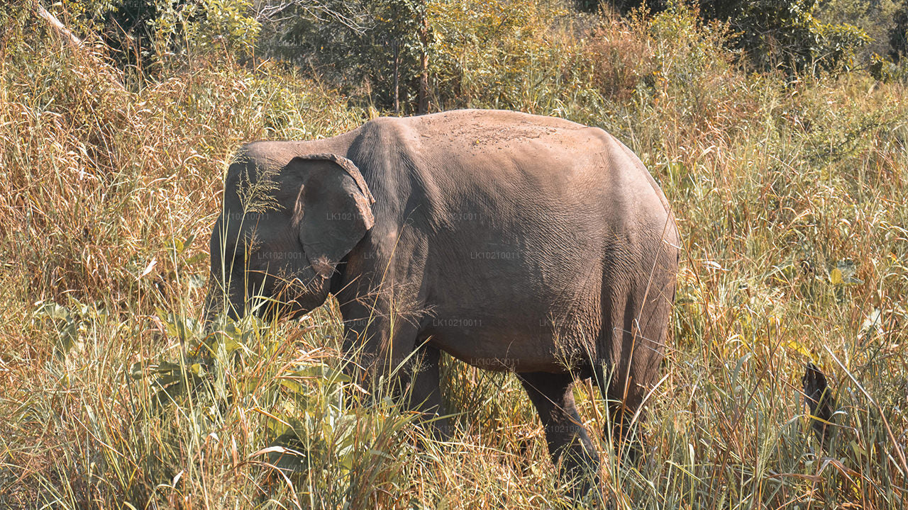 Wildlife og World Heritage Tour fra Galle (2 Dage)