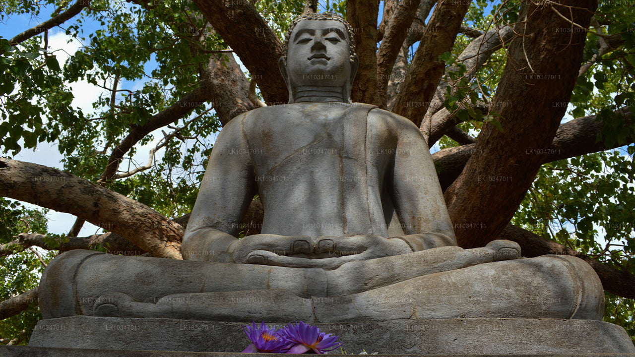 Sacred City of Anuradhapura fra Colombo (3 Dage)