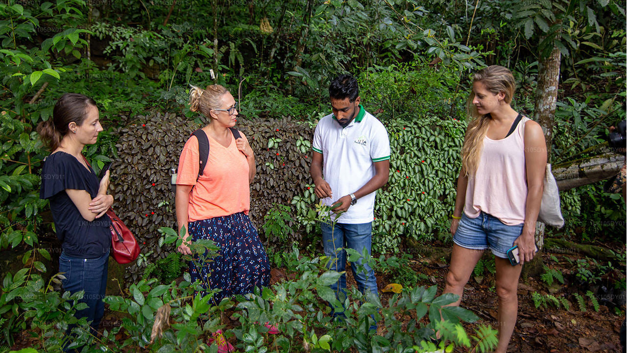 Agro Tour i Sri Lanka (6 Dage)