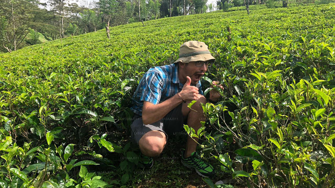 Ceylon Tea Tour (10 dage)