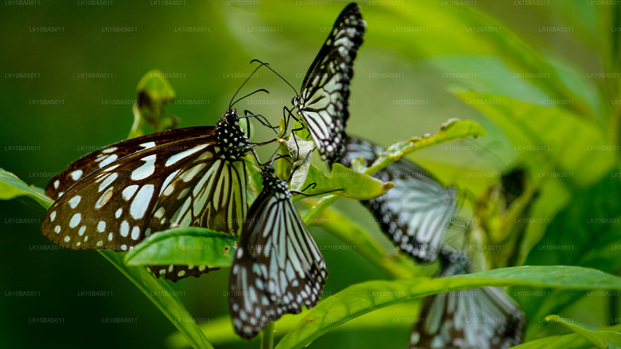 Butterfly Trail (11 Dage)