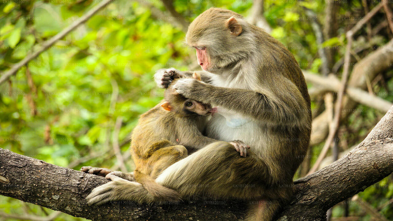 Udforsk Monkey Kingdom fra Polonnaruwa