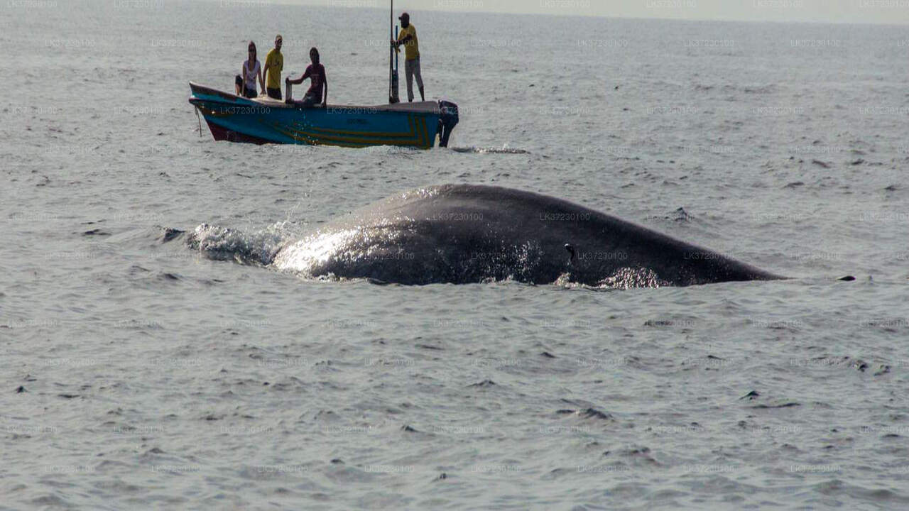 Whale Watching Boat Tour from Trincomalee