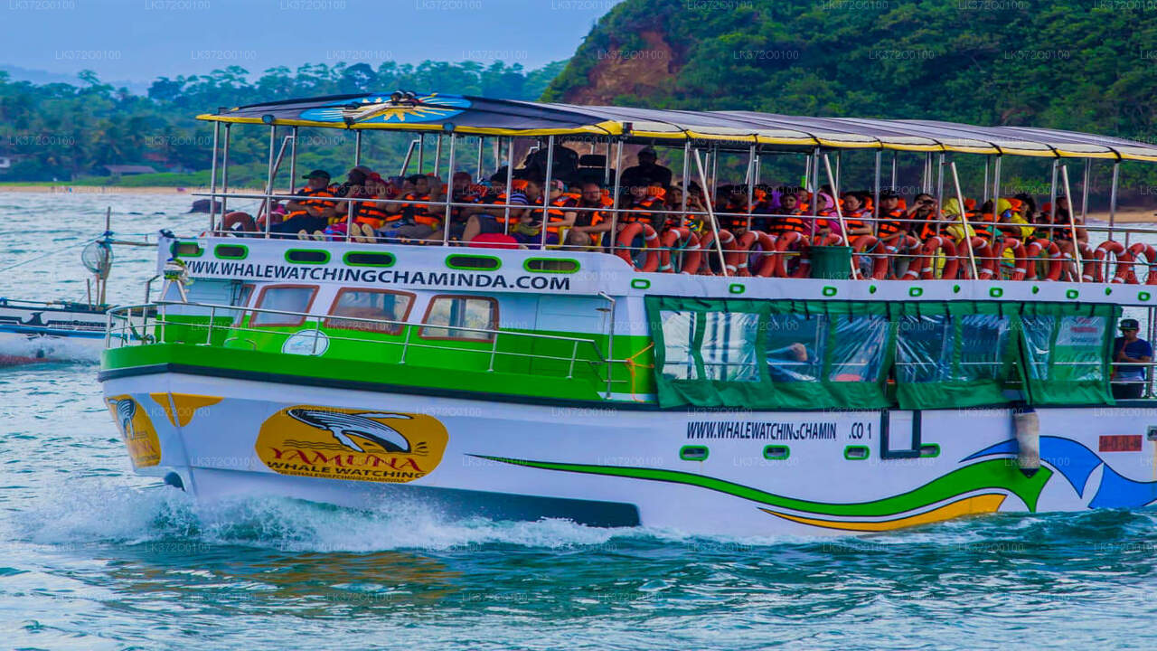 Hvalsafari bådtur i Mirissa