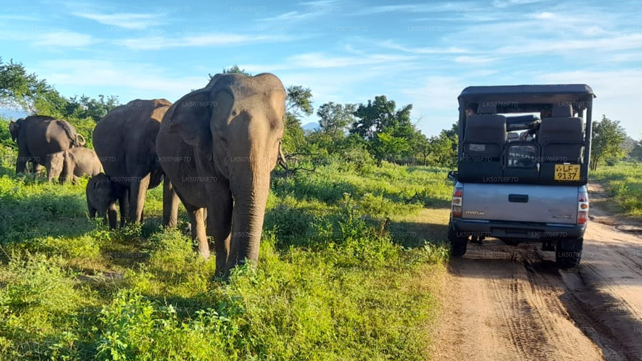 Udawalawe National Park Privat Safari med naturforsker